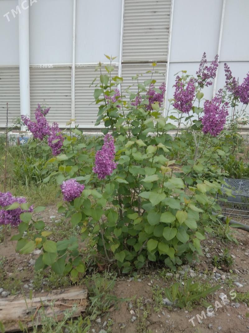 Сирень саженцы - Ашхабад - img 1