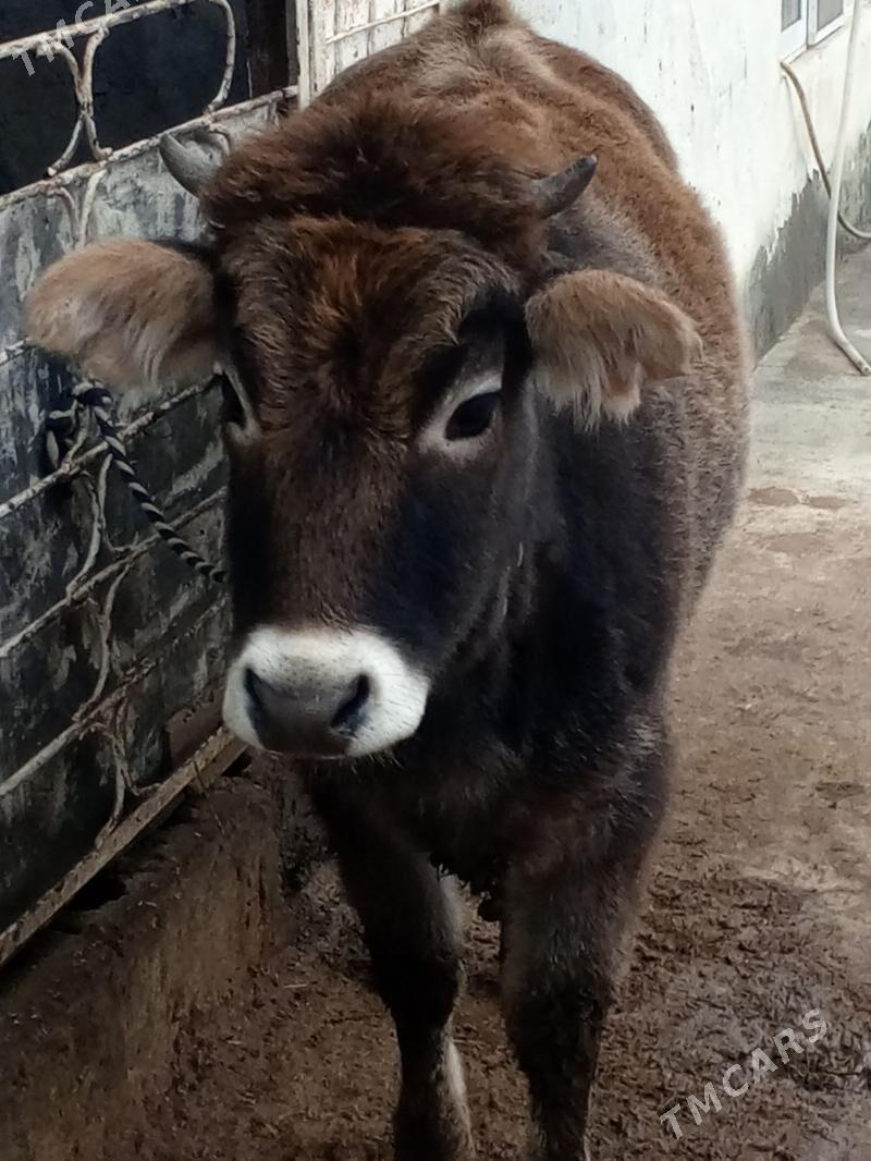 Arassa swes Tohum tuwe - Ашхабад - img 1