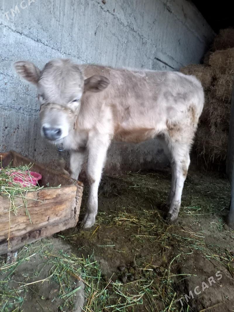 Gole - Гёкдепе - img 1