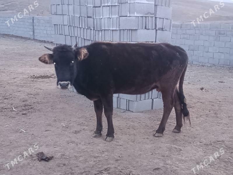 gsyr sygyr - Бахарден - img 1