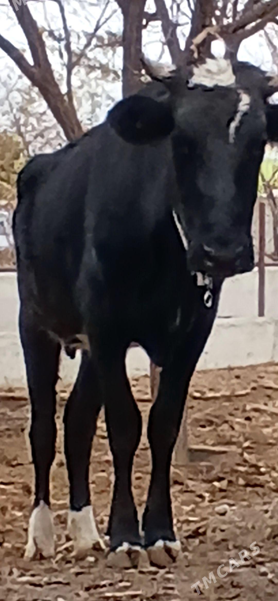 B0G0Z SYGYR - Herrikgala - img 1