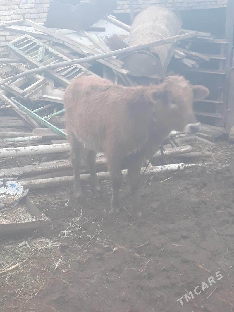 gunajyn - Саят - img 1