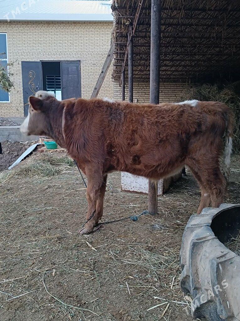 2 sany parodny öküz - Çärjew - img 1