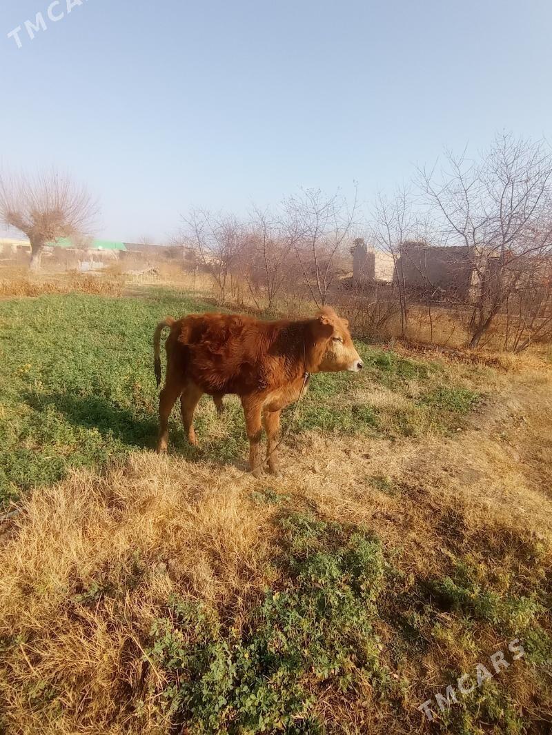 öküz - Farap - img 1