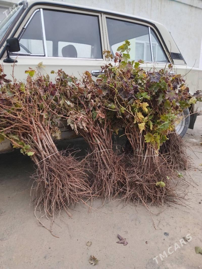 UZUM. ŞITIL. - Гёкдепе - img 1