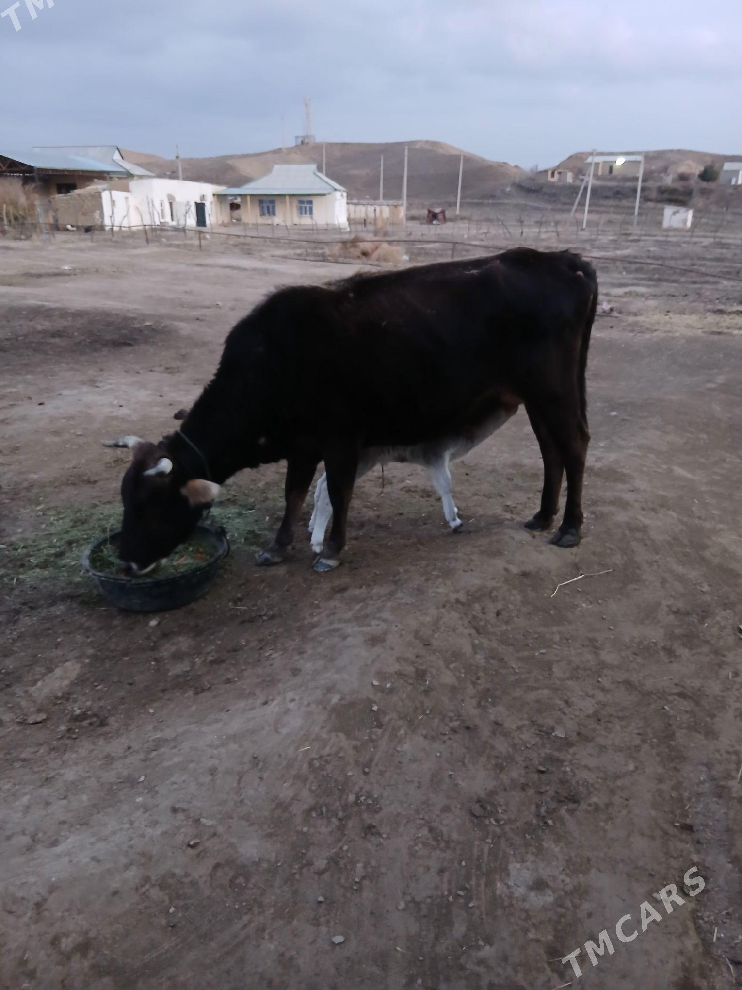 sygyr - Махтумкули - img 1