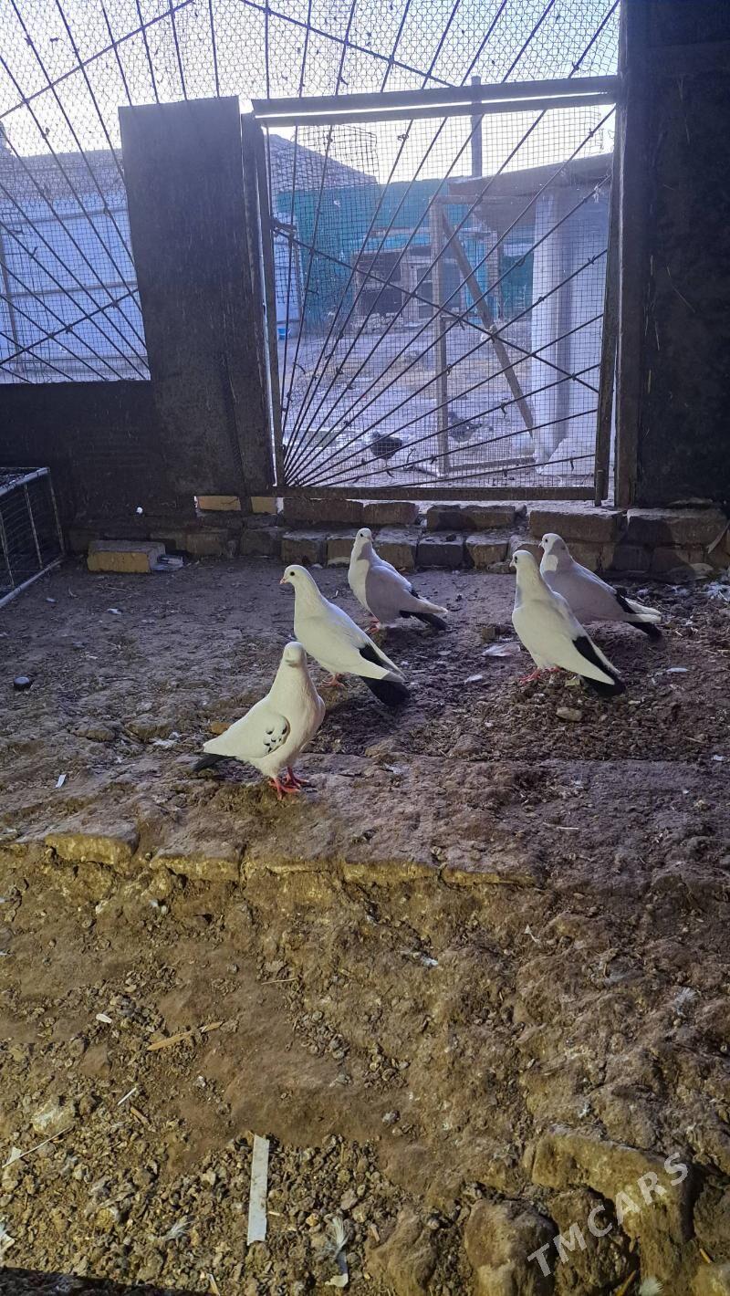 кепдер - Туркменабат - img 1