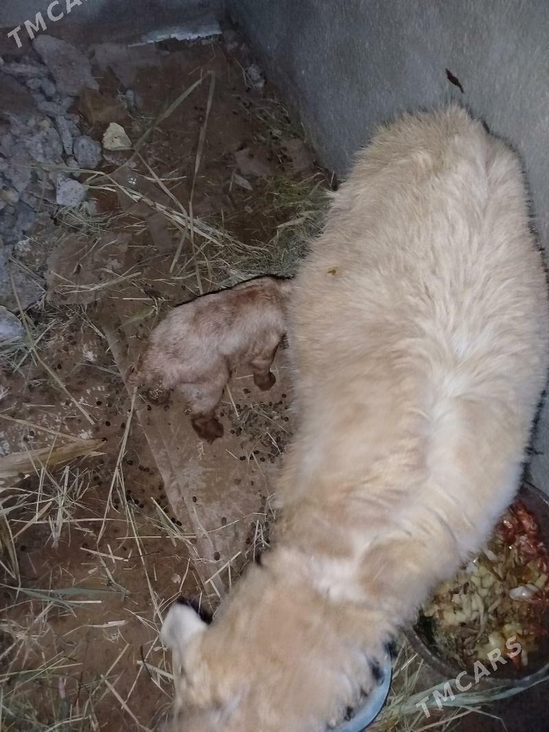 Owlakly geçi - Мары - img 1