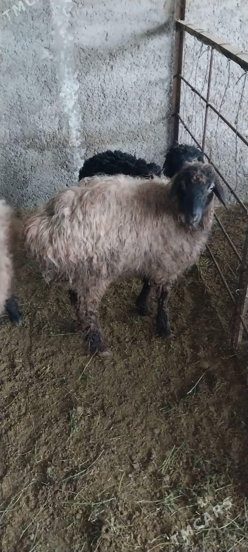 Tokli ve Issek - Бузмеин - img 1