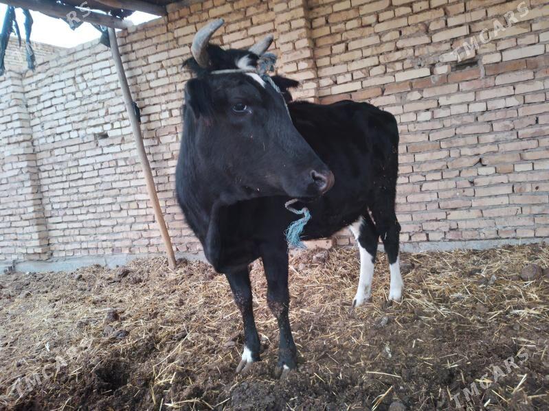 пародный сыгыр - Чарджоу - img 1