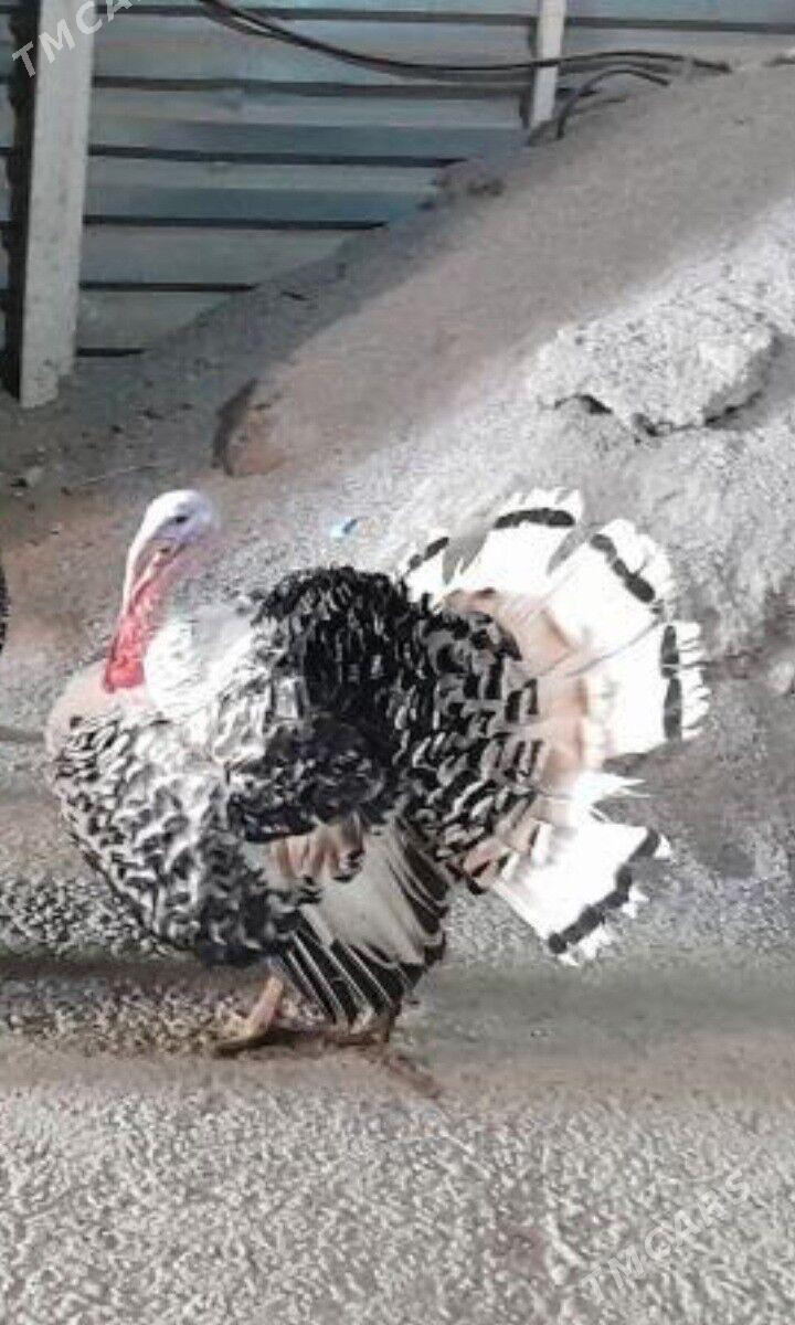 Induk - Чоганлы - img 1