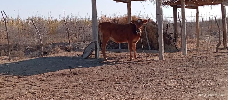 Tüwe - Etrek - img 1