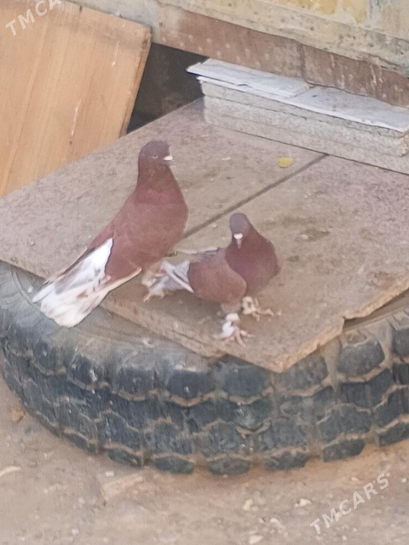 kepderi - Ашхабад - img 1