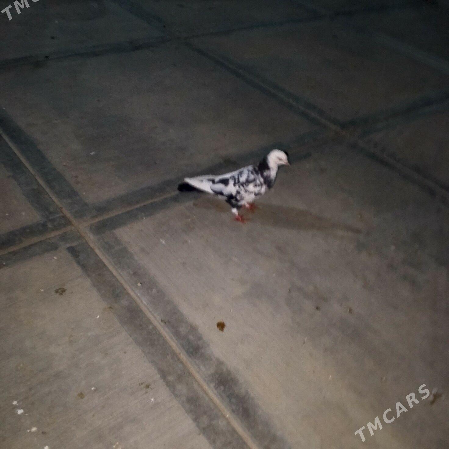 kepderi - Gyzylarbat - img 1