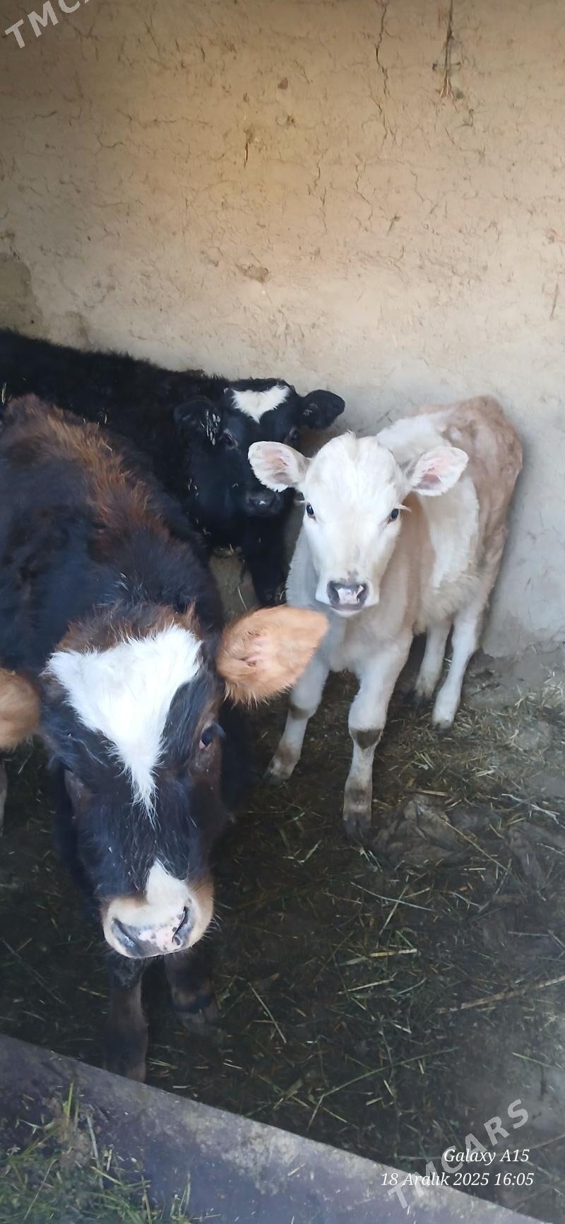 Okizceler - Bäherden - img 1