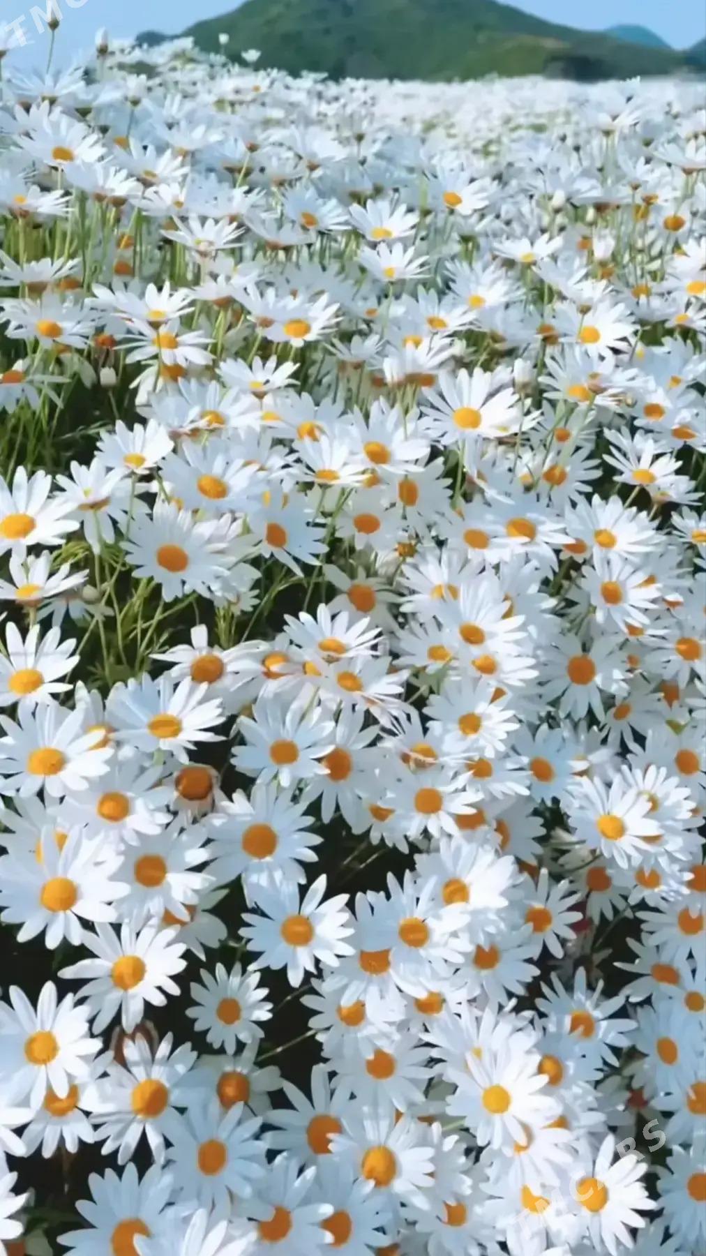 ромашка садовая рассада - Aşgabat - img 1