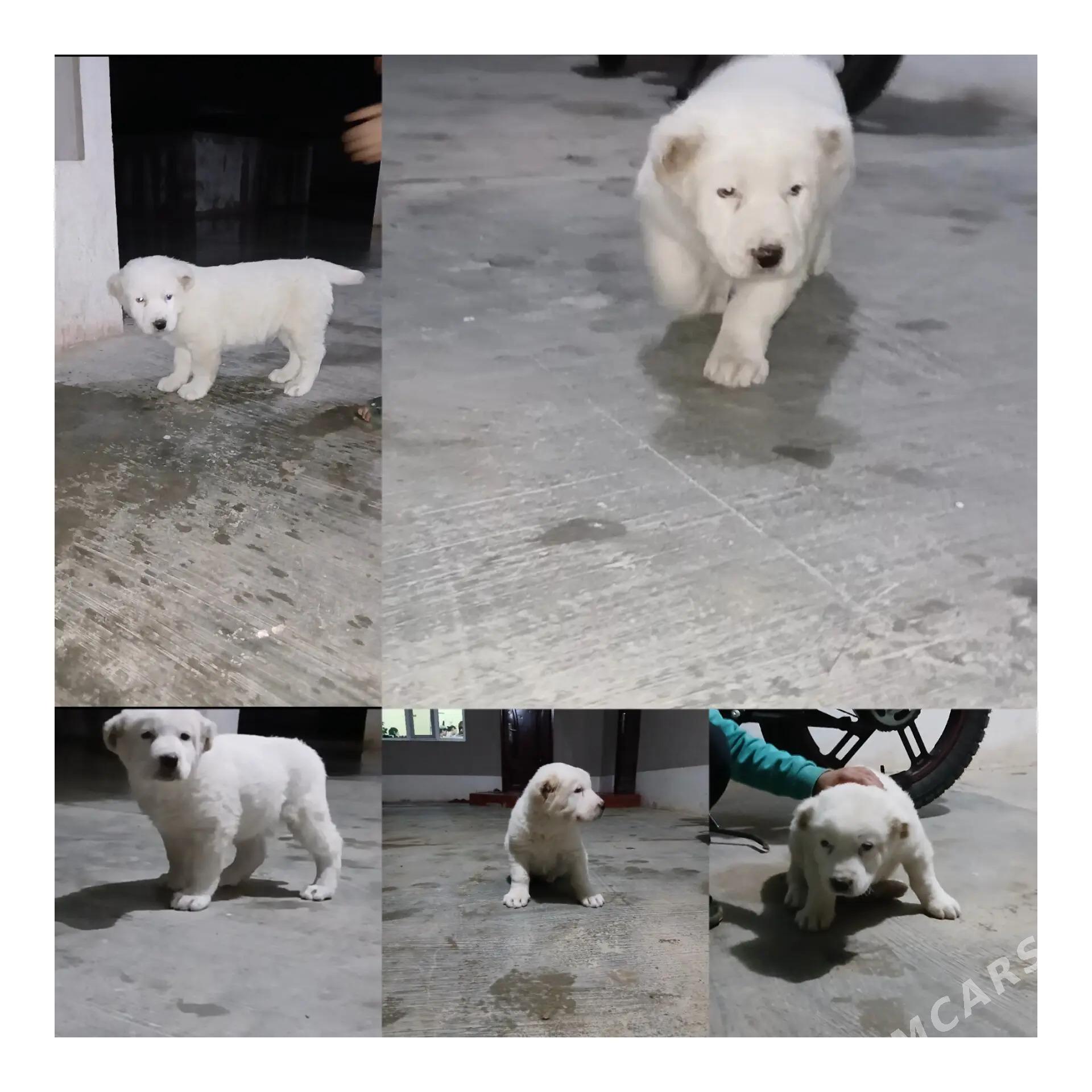 Alabay it - Ак-Бугдайский этрап - img 1