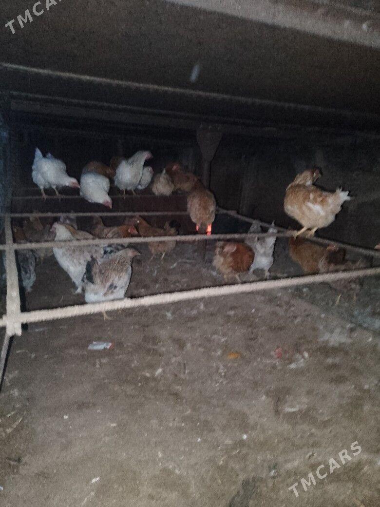 Towuk - Tejen - img 1