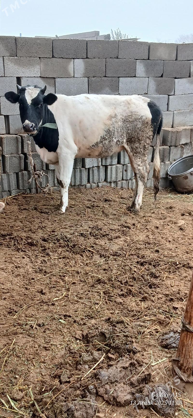 Golsteyn Tuwe - Bäherden - img 1