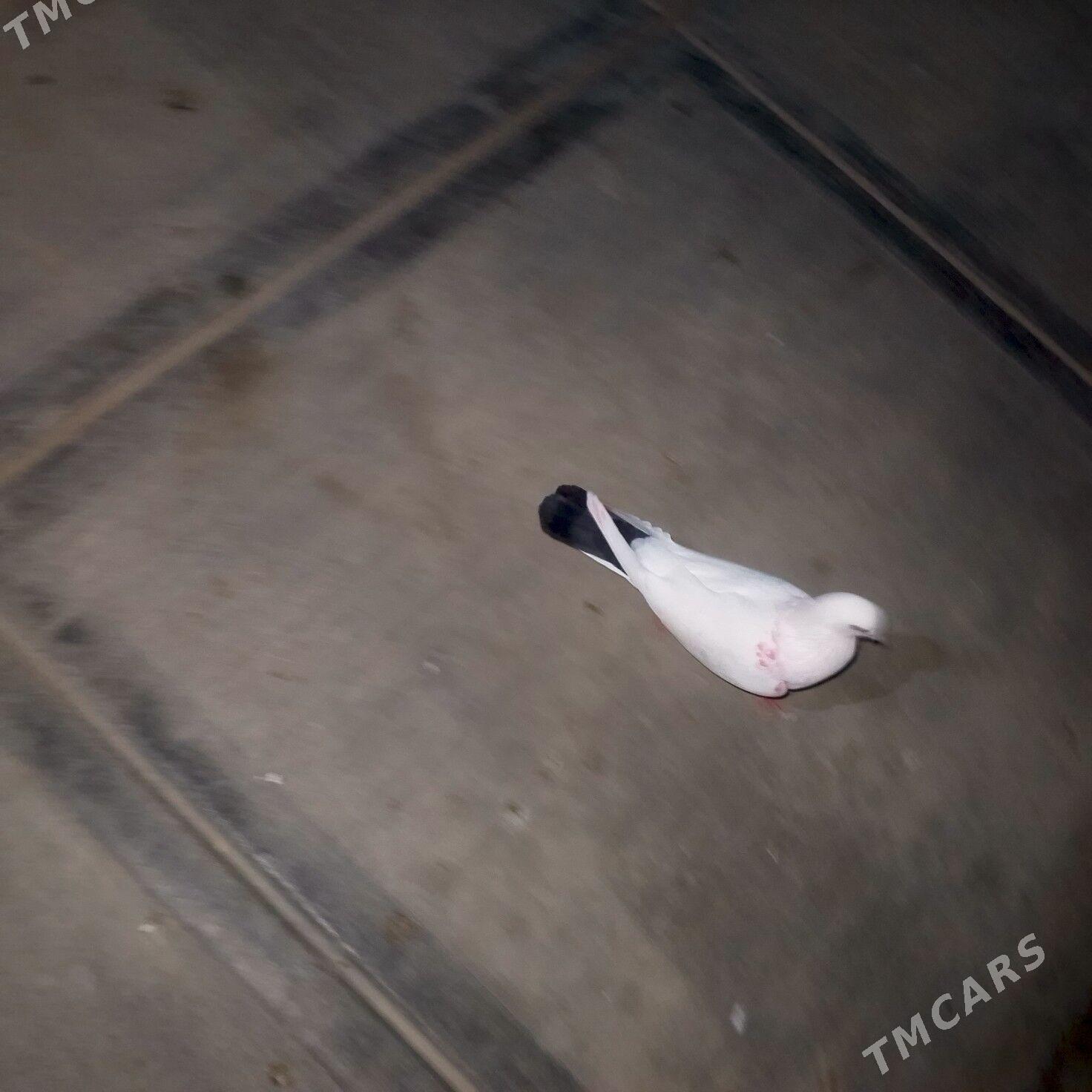 kepderi kepderi - Гызыларбат - img 1