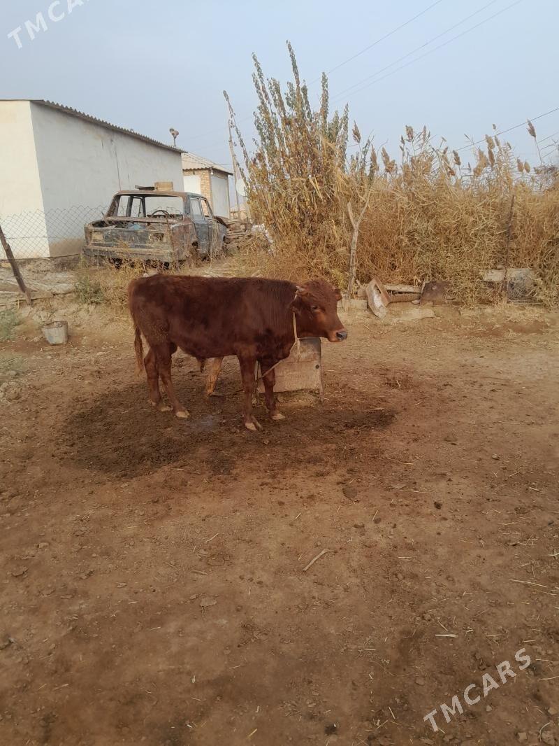 okuz - Мары - img 1