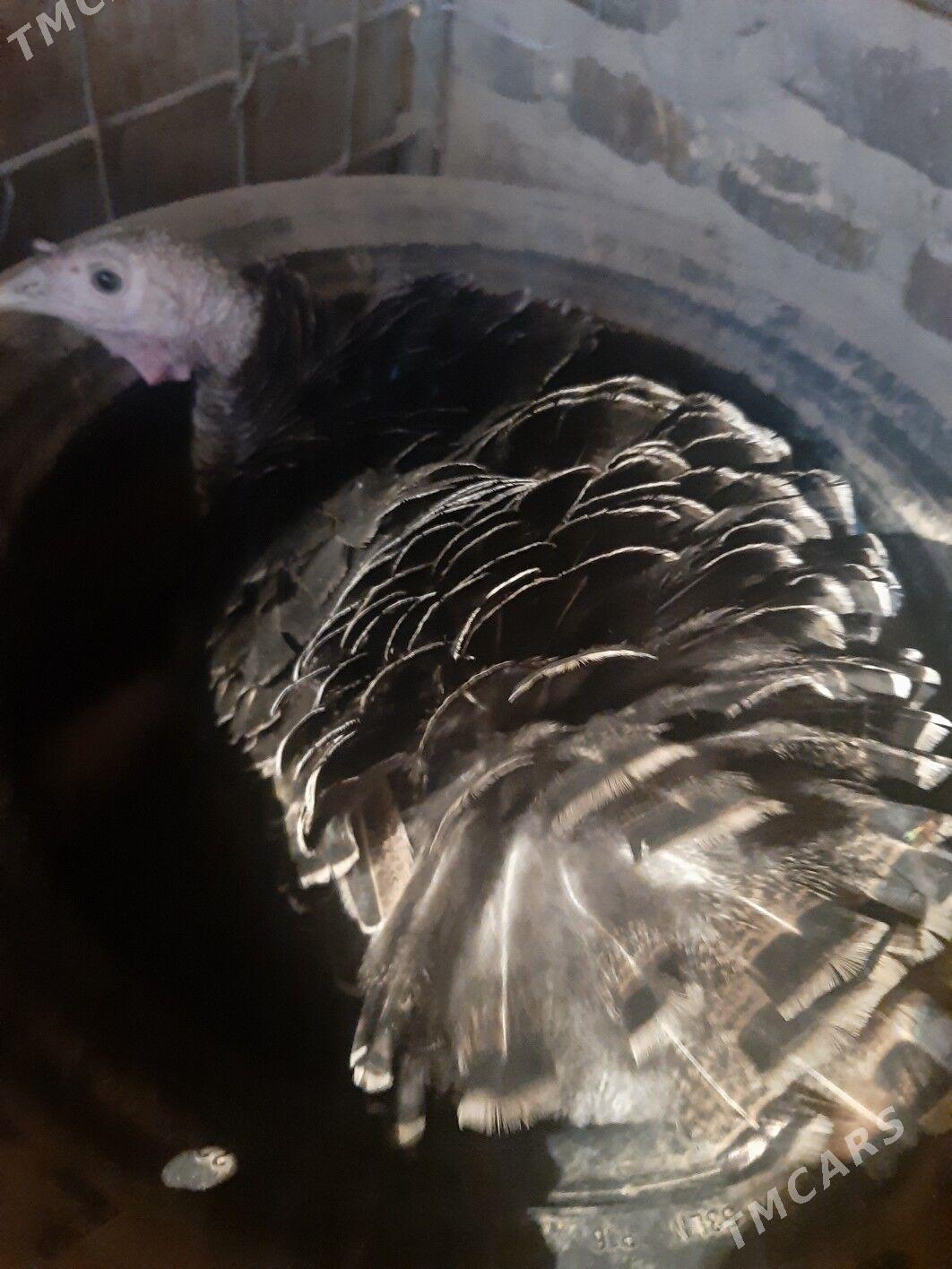 kürk induk - Мары - img 1