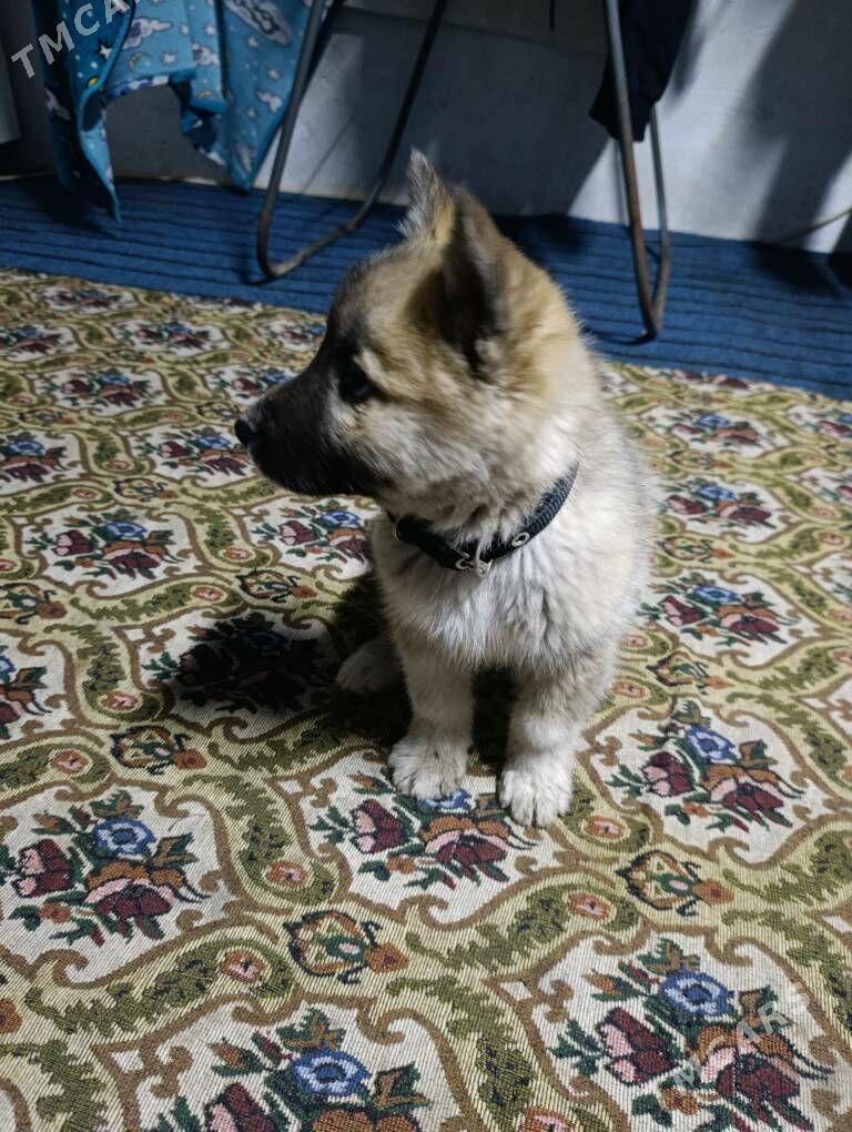 it собачка - Чарджоу - img 1