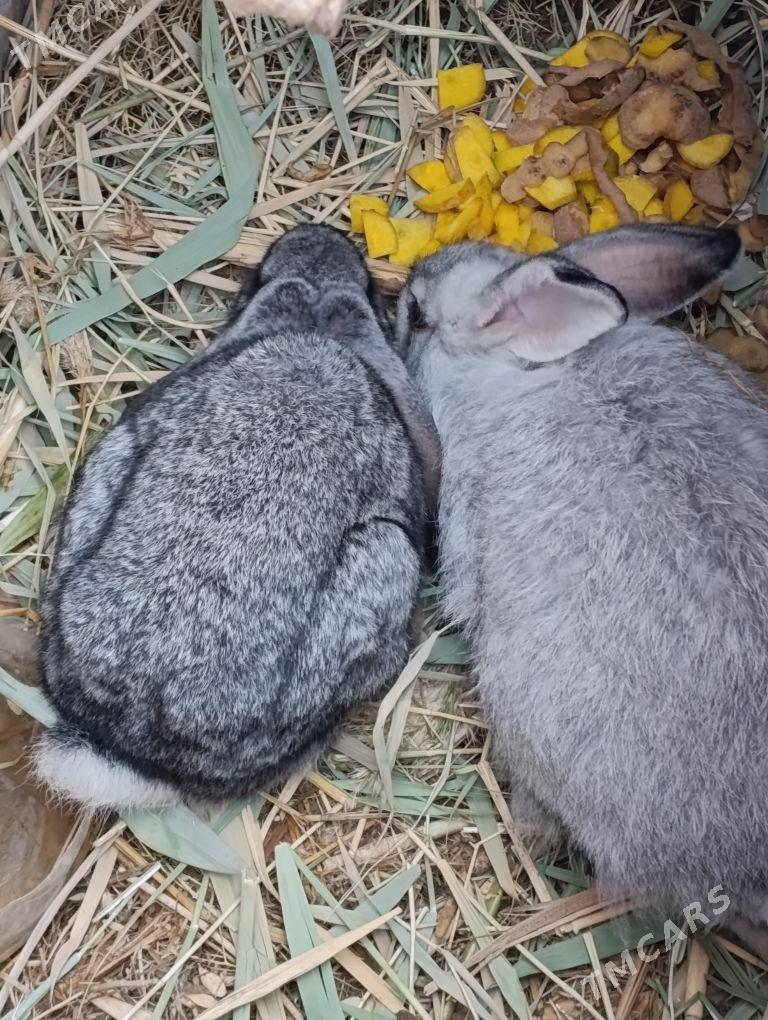 Towşan - Дашогуз - img 1