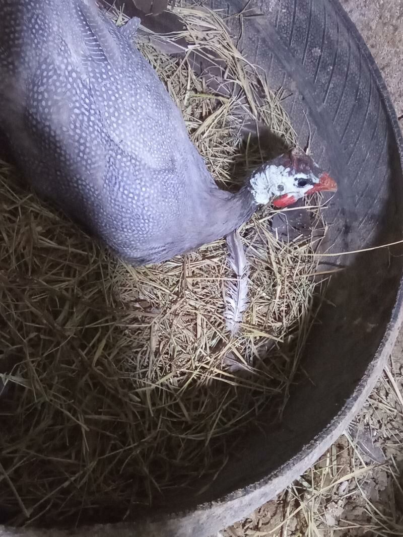 sisarka - Ak bugdaý etraby - img 1