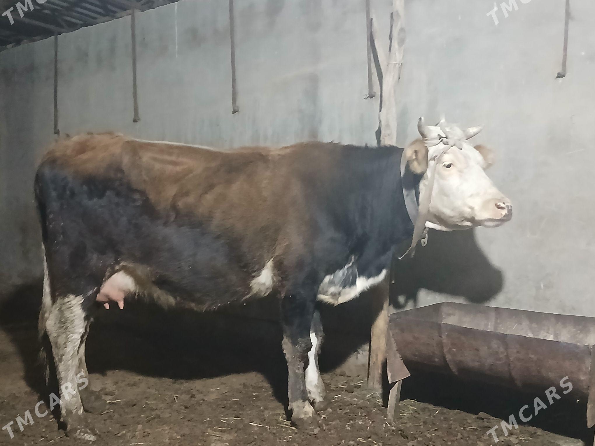 goleli - Векильбазар - img 1