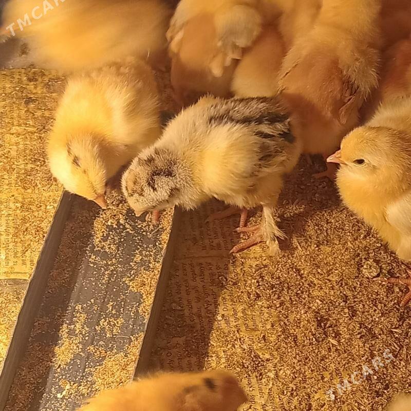 balgar juyje - Бахарден - img 1