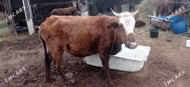 Bogaz sygyr - Aşgabat - img 1