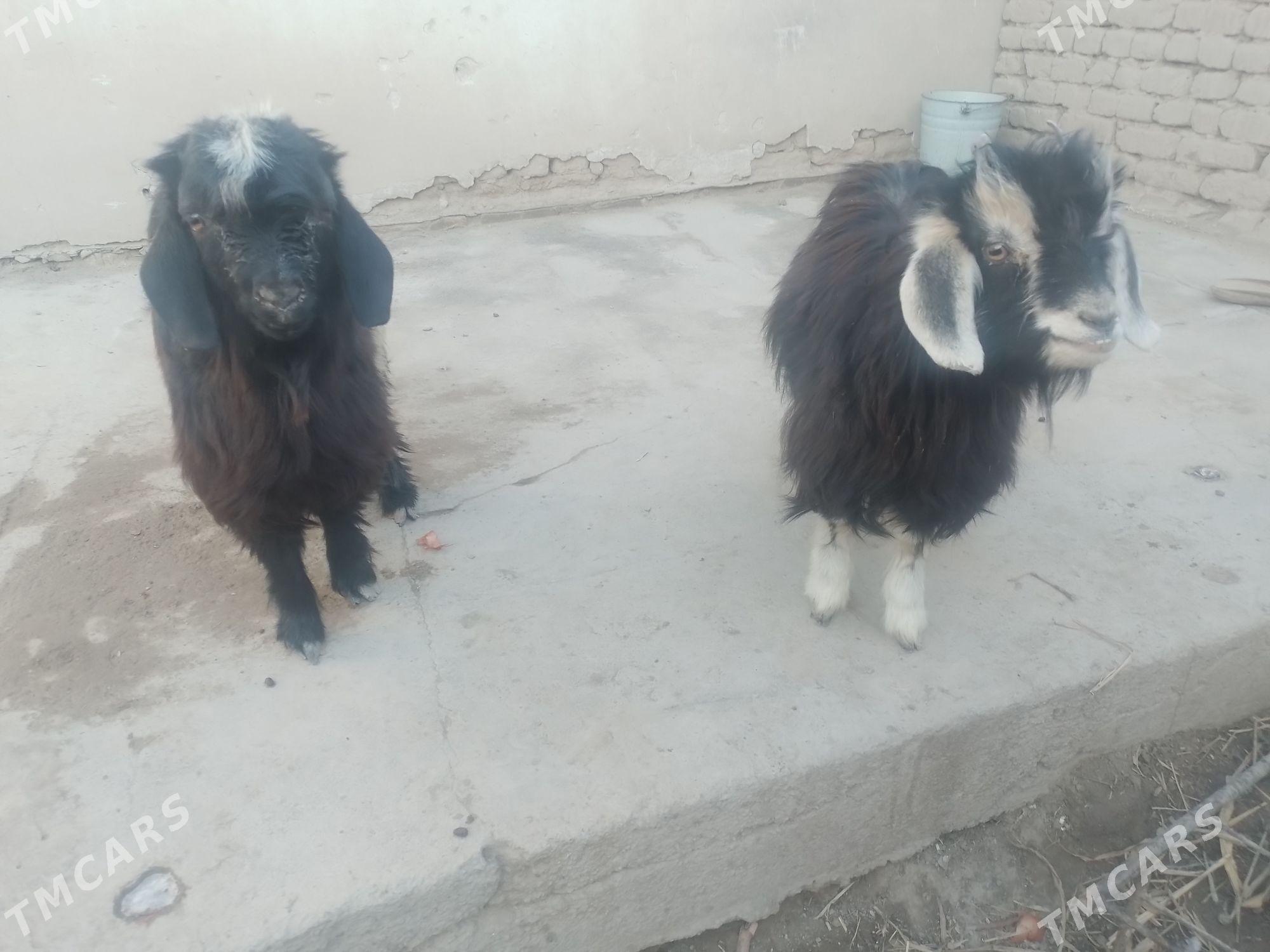 owlak - Дашогуз - img 1