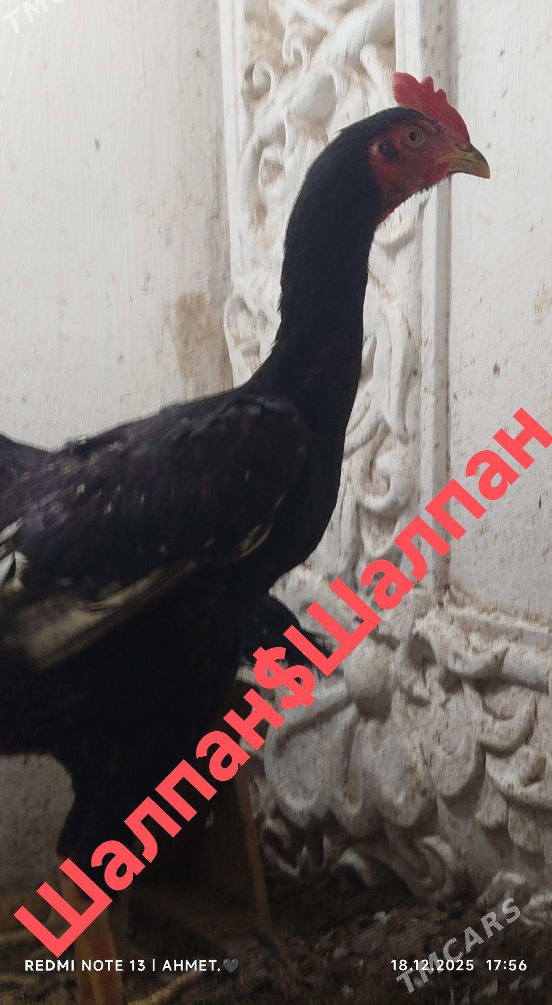 juje - Türkmenabat - img 1