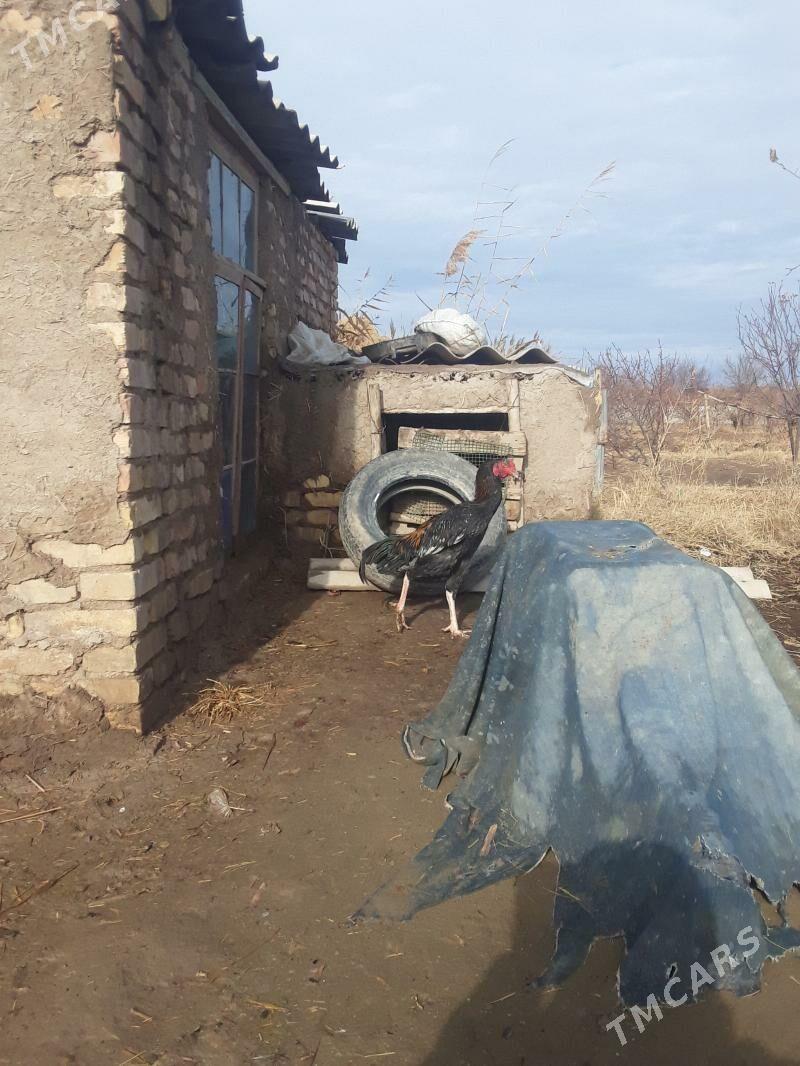 horaz - Sakar - img 1