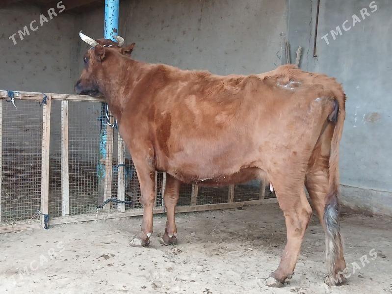 sygyr - Wekilbazar - img 1