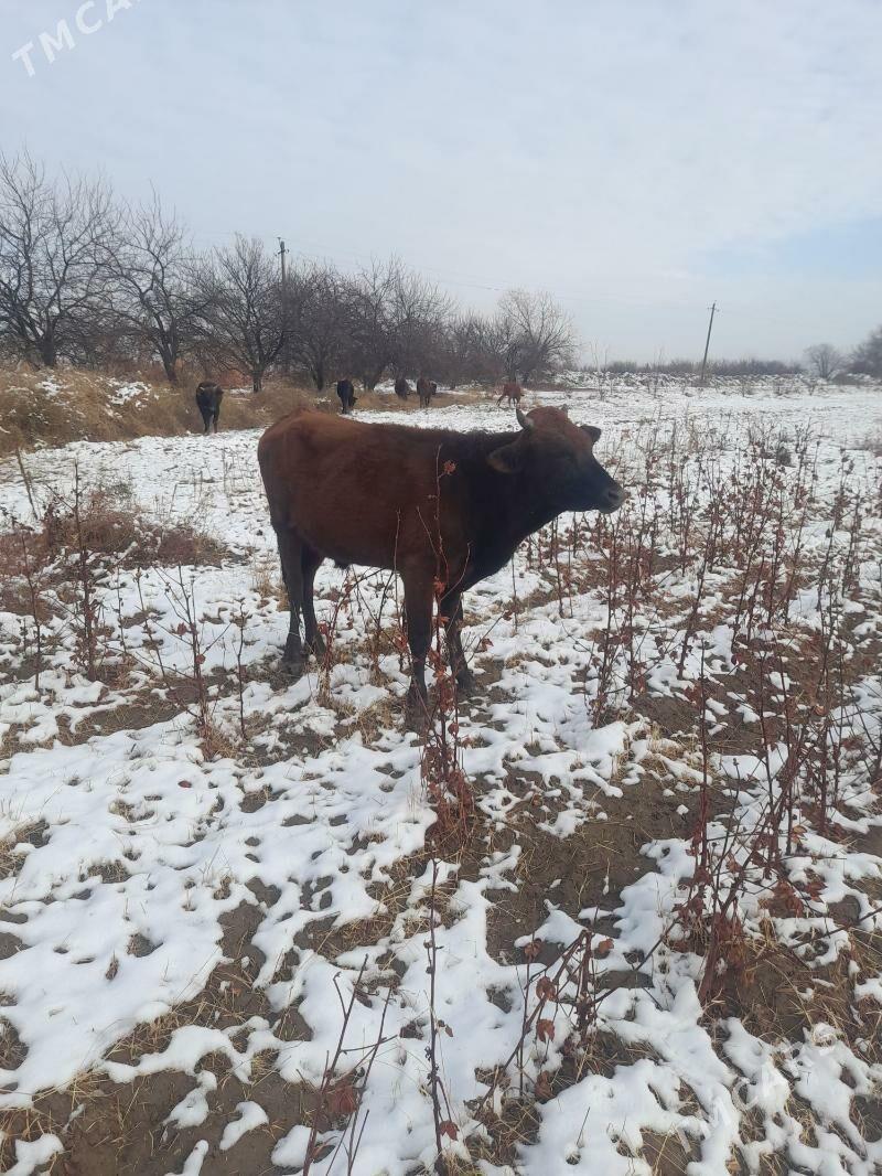 öküz - Mary - img 1