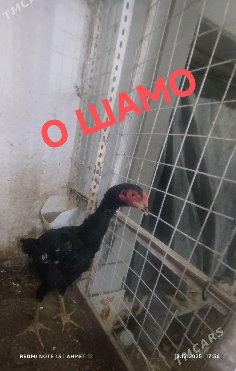 juje - Türkmenabat - img 1