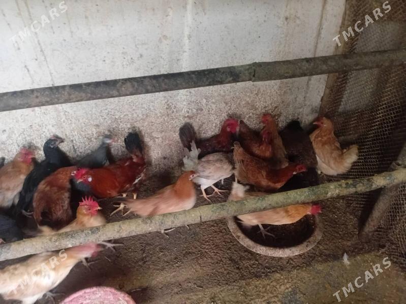 towuklar - Gyzylarbat - img 1