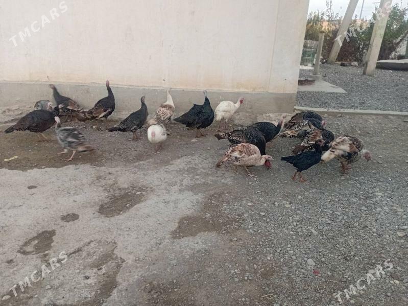 induklar we ordek - Gyzylarbat - img 1