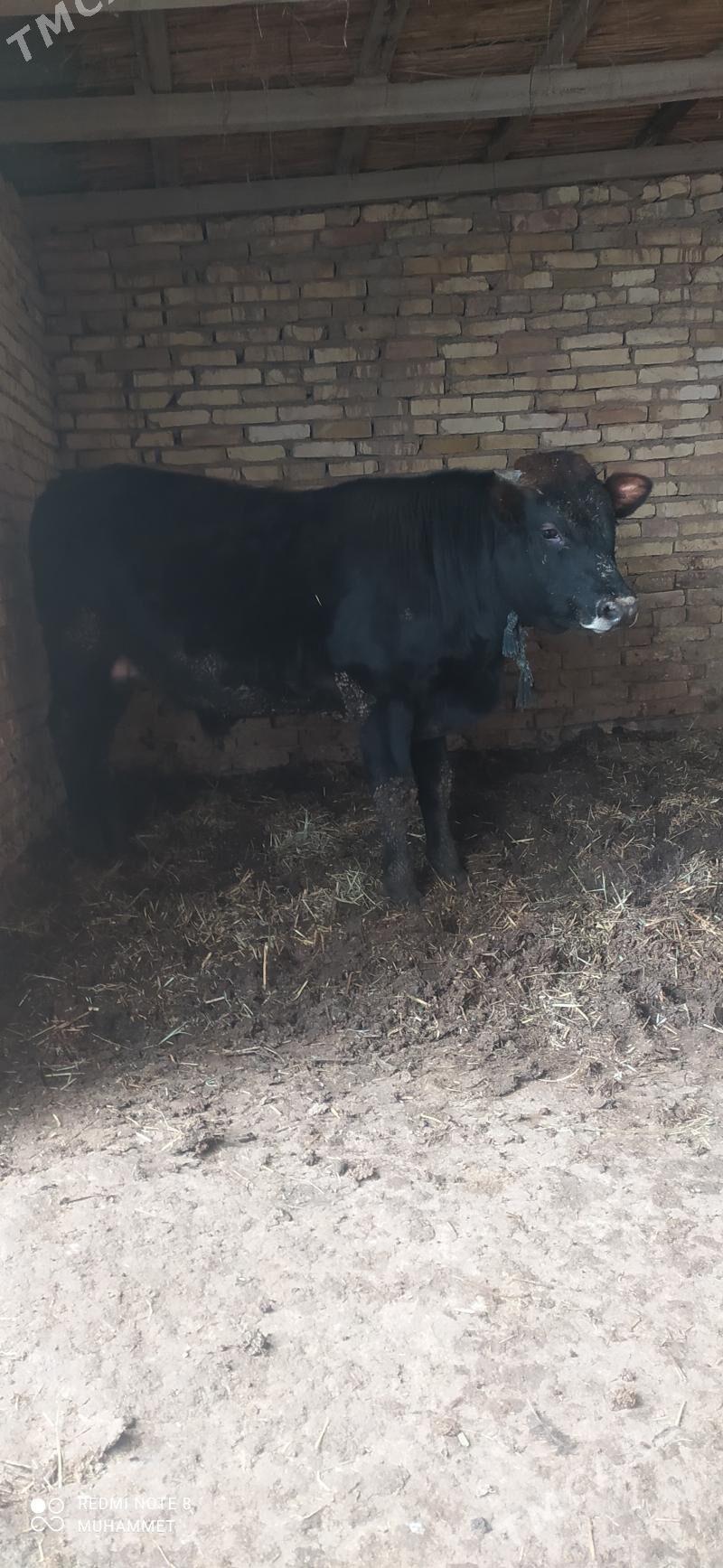 öküz - Baýramaly - img 1