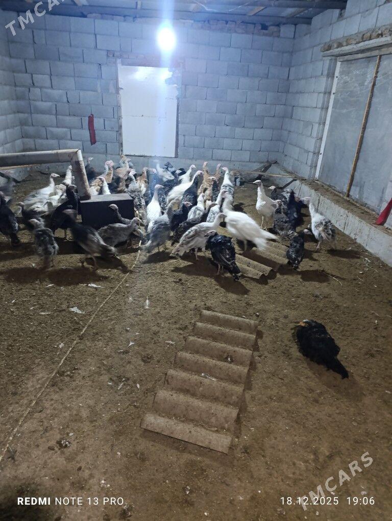 induk juyje - Мургап - img 1