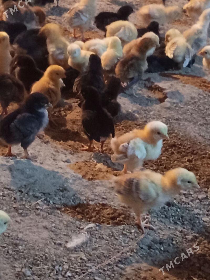 juyje - Daşoguz - img 1