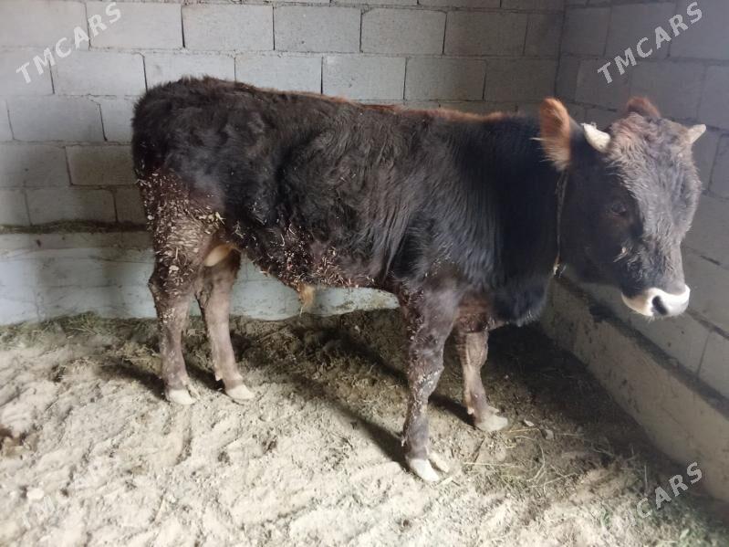 Öküz - Bäherden - img 1