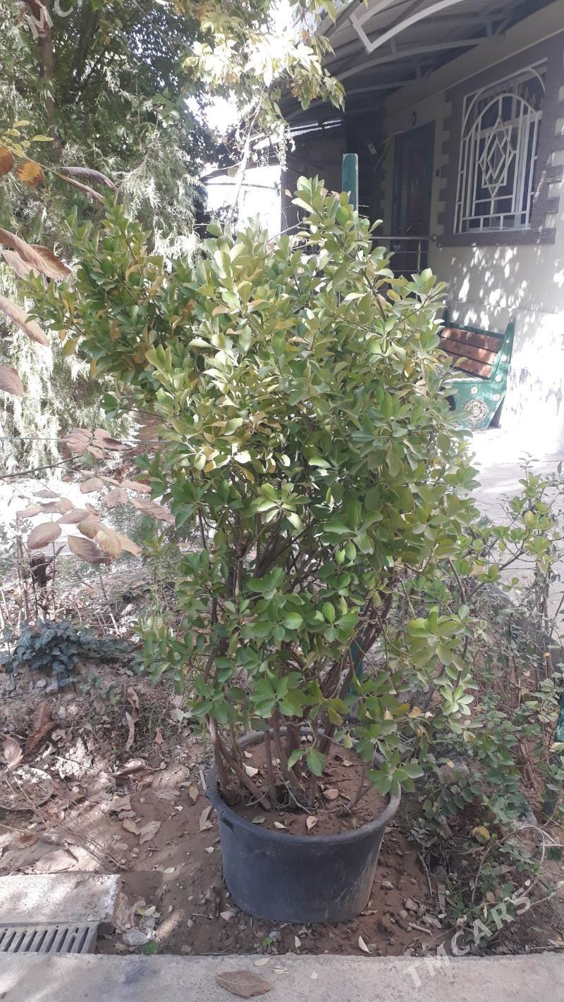 Yolka Brasklet - Aşgabat - img 1