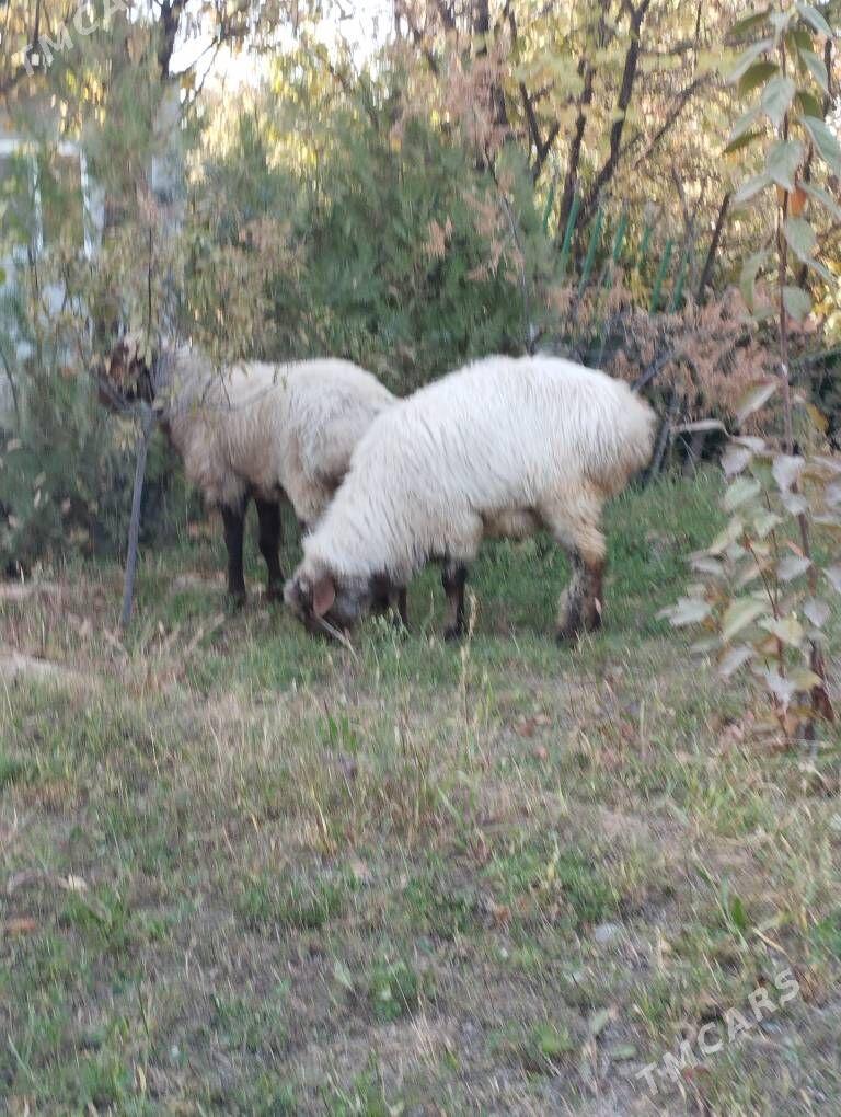 Goýun dowar - Köşi - img 1