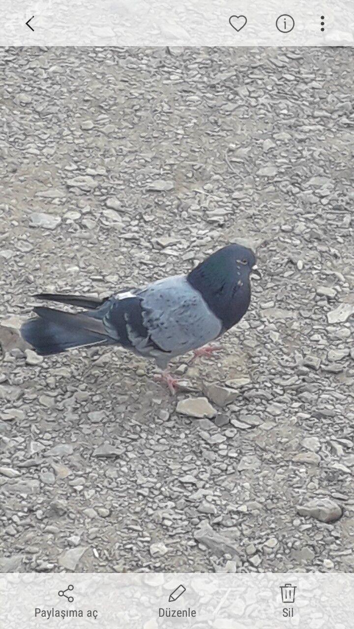 kepderi - Гызыларбат - img 1