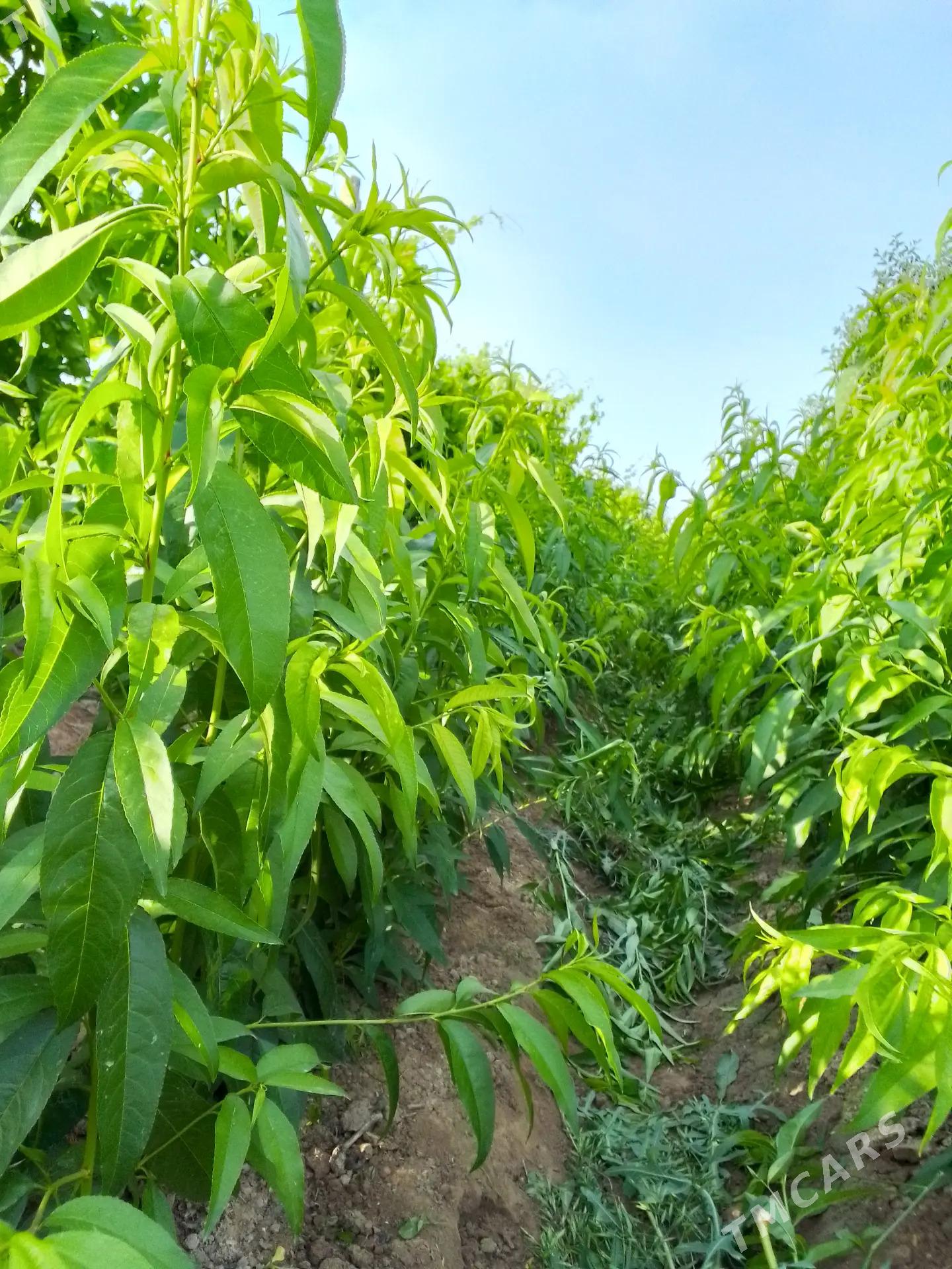 Sapylan nahallar - Sakar - img 1