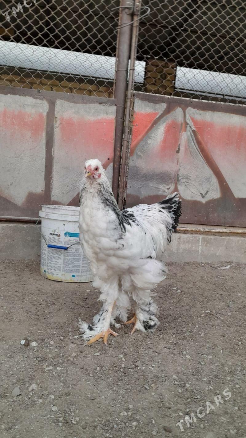 bramabrama - Balkanabat - img 1