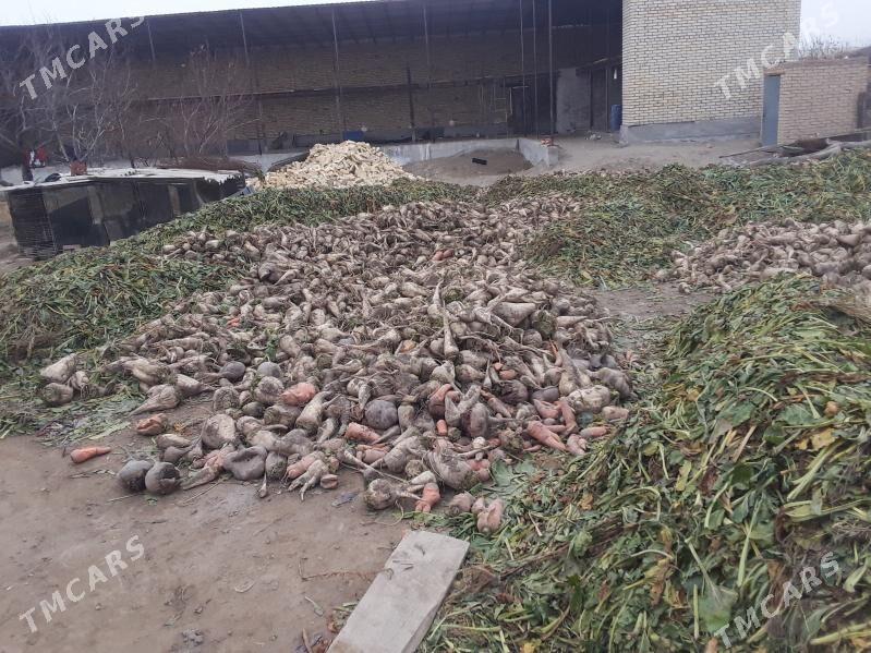 Ak şugundyr - Farap - img 1